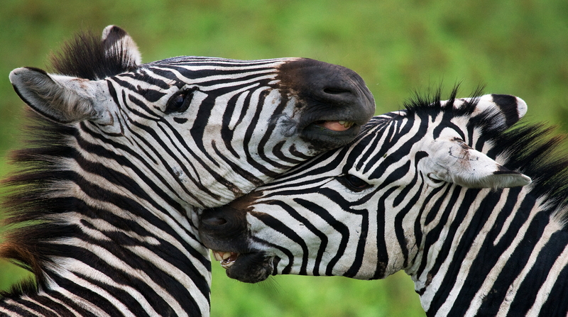 Treat yourself to FREE Eager Zebra games every day!